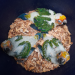 Sun Conure Baby